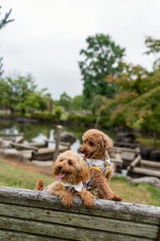 夏の公園で散歩するトイプードル 夏の公園で散歩するトイプードルの写真