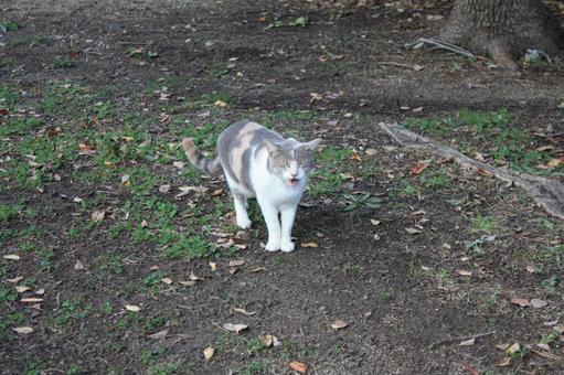 stray cat, JPG