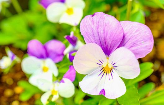 ピンクのビオラの花 ピンクのビオラの花の写真