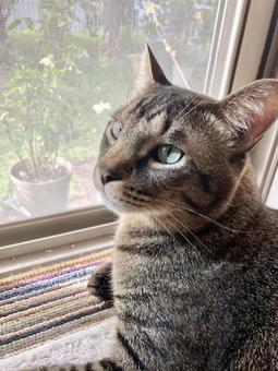 綺麗な瞳の猫ちゃん 猫,家猫,保護猫の写真素材