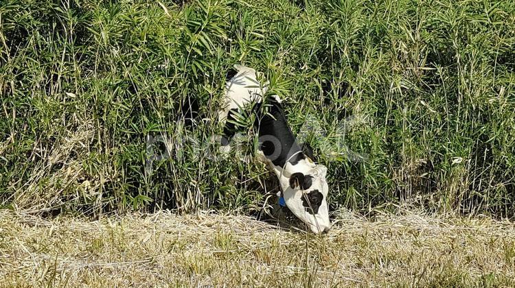 笹の中から現れる牛 牛,笹,動物の写真素材