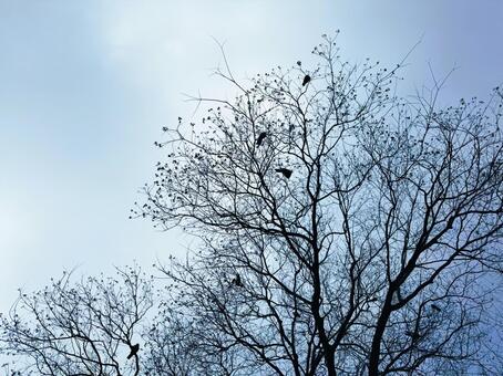 枯れ木の枝とカラスのシルエット﻿ 枯れ木,枝,シルエットの写真素材