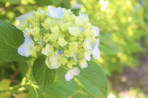 紫陽花 1 紫陽花 1の写真
