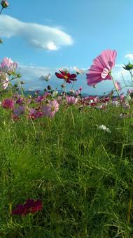 Cosmos, JPG