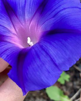 朝顔の花の写真