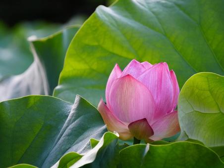 ハスの花【極楽浄土】 ハスの花【極楽浄土】の写真