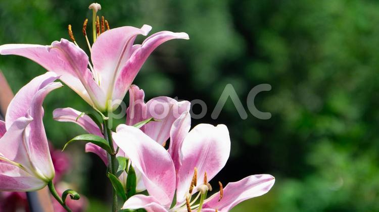 緑の背景をバックにピンクのユリが咲く ユリ,ピンク,花の写真素材