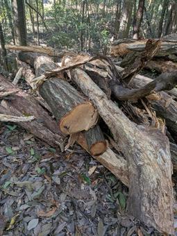 切り出した木材 秋,公園,秋道の写真素材