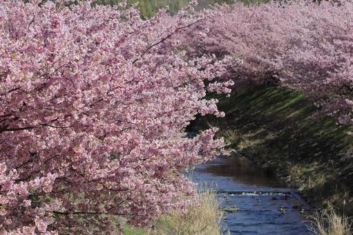 河津桜 河津桜 河津桜,桜,花の写真素材