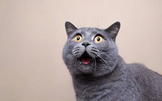 驚いた猫 驚いた猫の写真