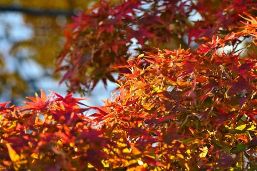 紅葉 紅葉,空,木の写真素材