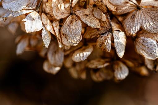 Withered hydrangea flowers, JPG Withered hydrangea flowers, JPG