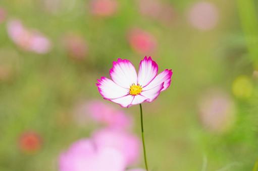 緑背景のコスモス 緑背景のコスモス コスモス,謙虚,乙女の真心の写真素材