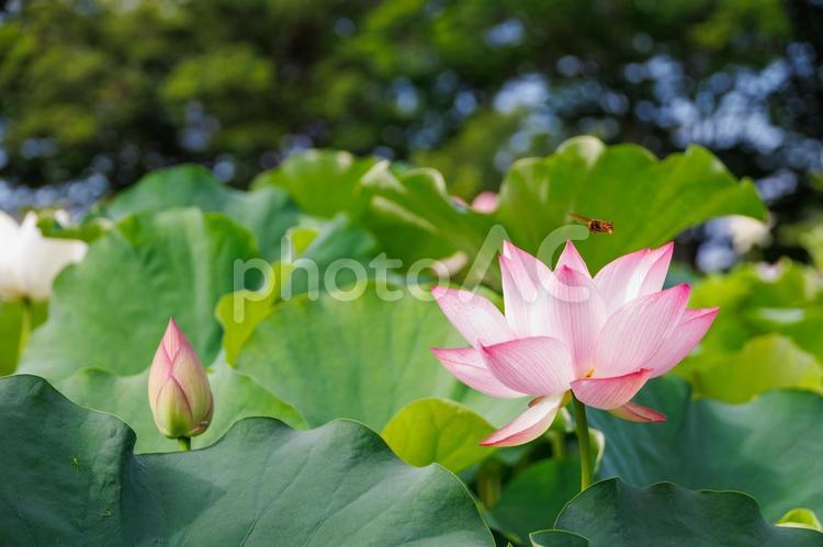ハスの花のある風景 蓮,蓮の花,ハスの花の写真素材