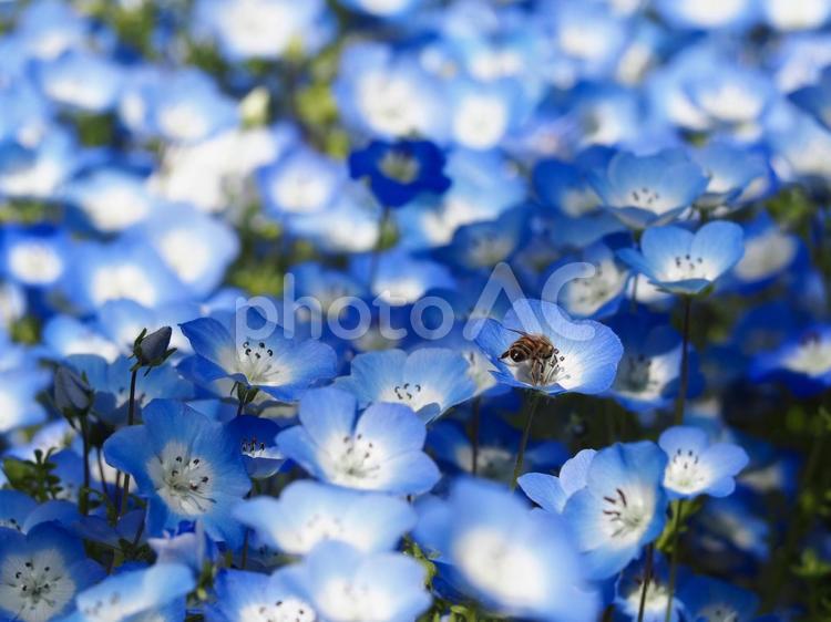 満開のネモフィラの花畑 ネモフィラ,花畑,青の写真素材
