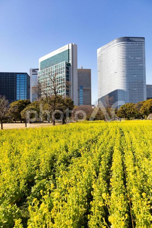 浜離宮恩賜庭園の菜の花と高層ビル群縦構図 浜離宮恩賜庭園,東京都,公園の写真素材