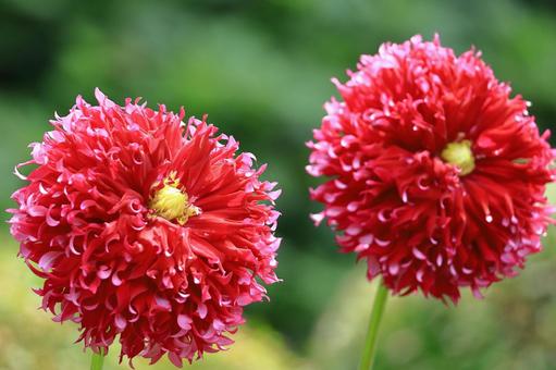 Photo, dahlia, flower, asteraceae plant, 