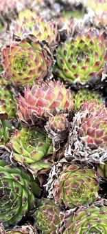 多肉植物　スマホサイズ 多肉植物,寄せ植え,植物の写真素材