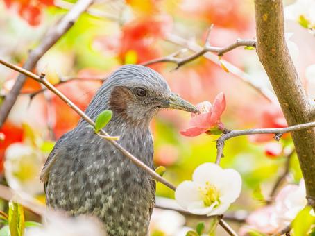 ボケの花とヒヨドリ ボケの花とヒヨドリ ヒヨドリ,野鳥,鳥の写真素材