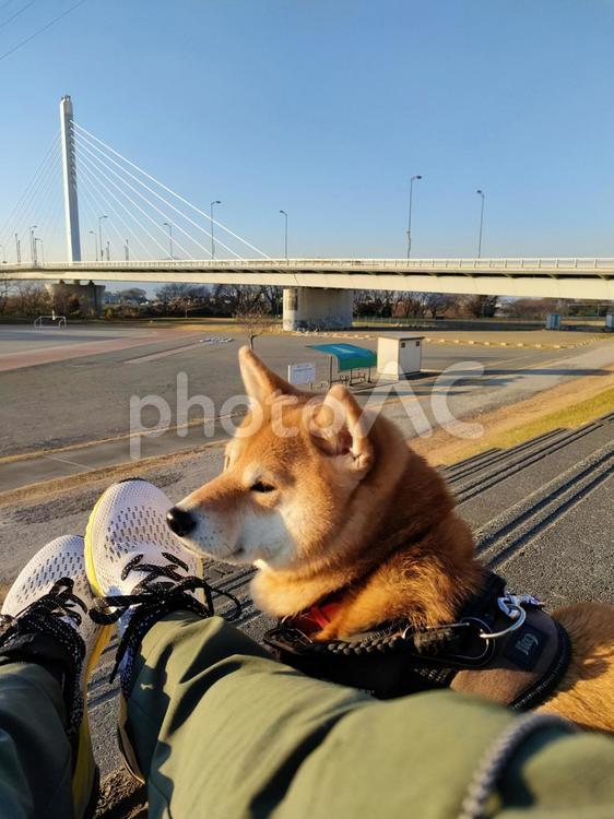 お散歩で一緒に休憩する柴犬！ 犬,シバ,柴犬の写真素材