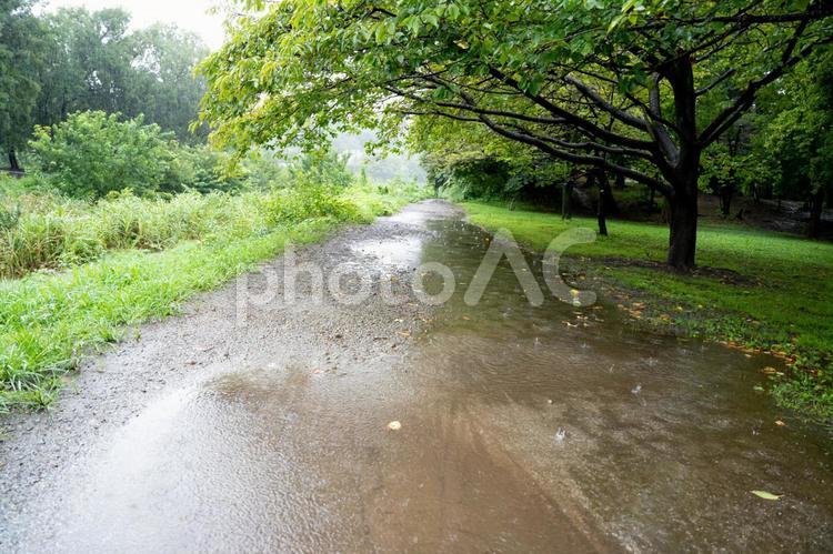 未舗装の小路の水たまり 未舗装,雨の日,緑の写真素材