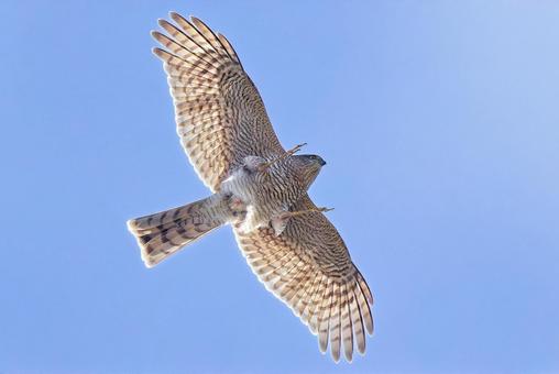飛びながら糞をするハイタカ幼鳥 ハイタカ,灰鷹,鷂の写真素材