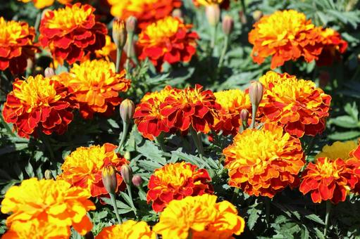 マリーゴールド２３の写真