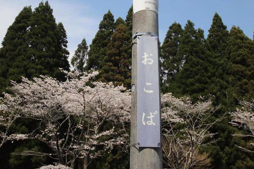 Photo, ohata station, line, cherry blossoms, 