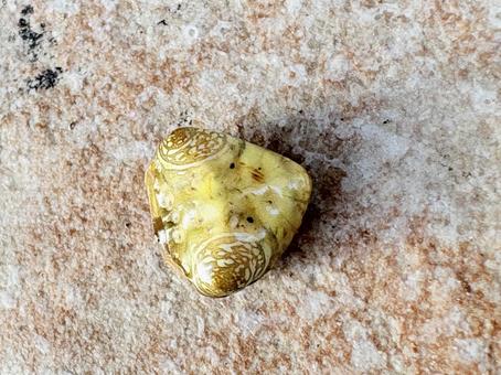 オオトリノフンダマシ 06 オオトリノフンダマシ 06 大鳥の糞騙し,オオトリノフンダマシ,蜘蛛の写真素材
