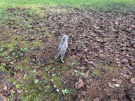 野良猫グレー１ 猫,野良猫,かわいいの写真素材