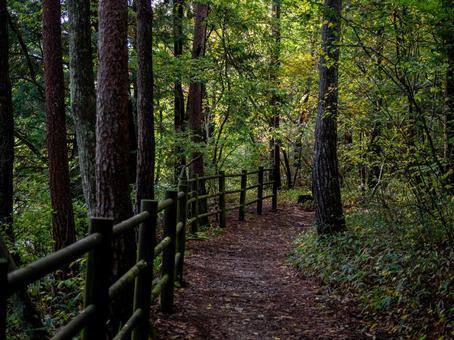 烏川渓谷緑地の落ち葉の道 ハイキング,山,森林の写真素材