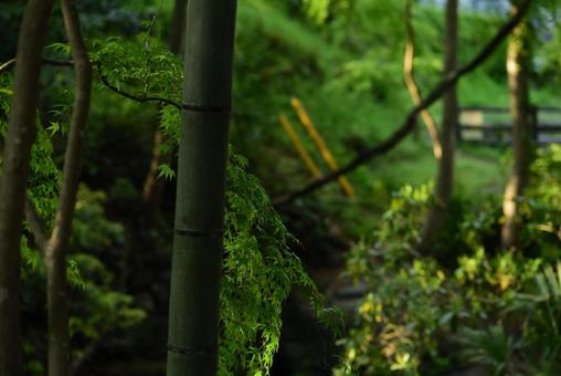 山を覆う植物 山を覆う植物の写真