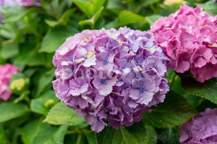 あじさい６ あじさい,アジサイ,紫陽花の写真素材