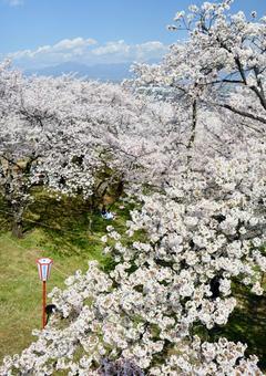 桜満開 桜満開の写真