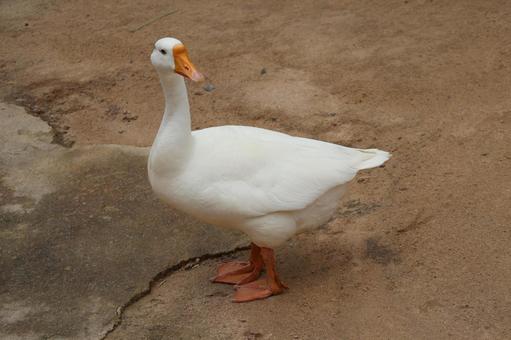 ガチョウのいる風景 ガチョウのいる風景の写真