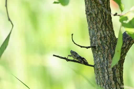 ニイニイゼミ ニイニイゼミ ニイニイゼミ,セミ,蝉の写真素材