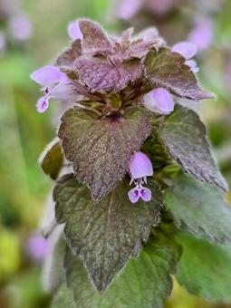 ヒメオドリコソウの写真