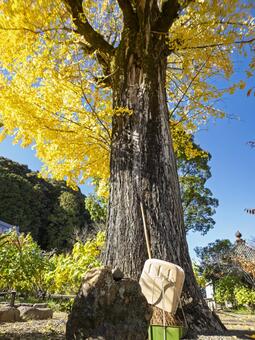 橘寺の大銀杏と秋の境内を彩る黄葉の風景 橘寺,明日香村,大銀杏の写真素材
