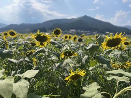 ひまわり畑 ひまわり畑 向日葵,向日葵畑,夏の風物詩の写真素材
