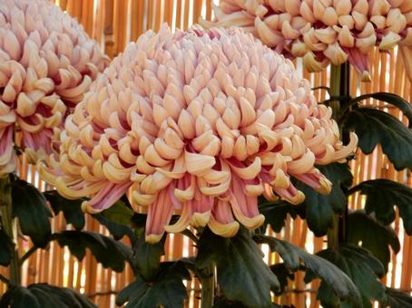 【風景写真】福山菊花展覧会の風景の写真