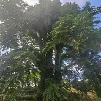 草に覆われた木 草に覆われた木 木,草,夏の写真素材