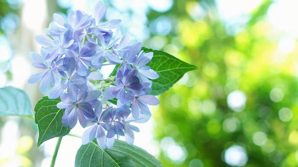 紫陽花の花-356 紫陽花の花-356の写真