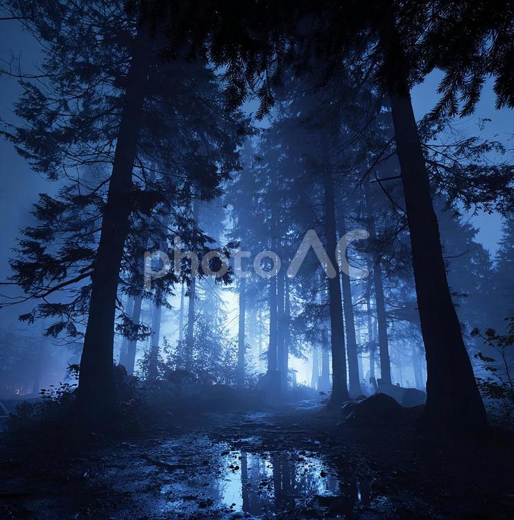 濡れた地面と青く染まる夜の道 森,林,霧の写真素材