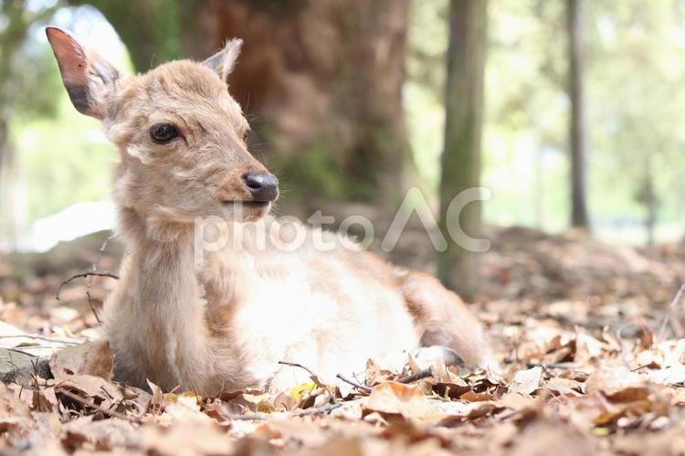 奈良公園のしかさん 鹿,しか,シカの写真素材