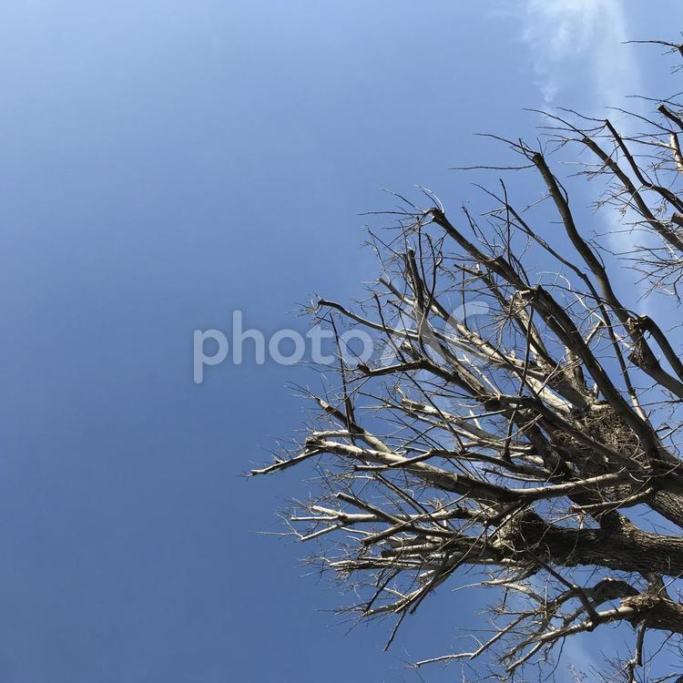 雪国の樹木 木,枝,自然の写真素材