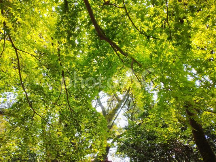 木漏れ日 木漏れ日,モミジ,植物の写真素材