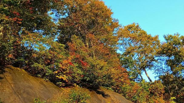 紅葉の始まり 紅葉,黄色,始まりの写真素材