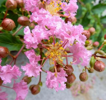 【花の写真】百日紅の花の写真