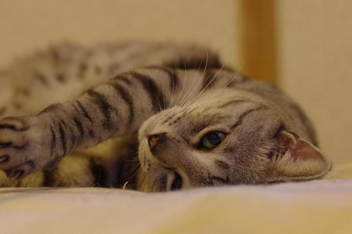 猫 ネコ 眠気まなこ ペット 動物 猫 ネコ 眠気まなこ ペット 動物の写真