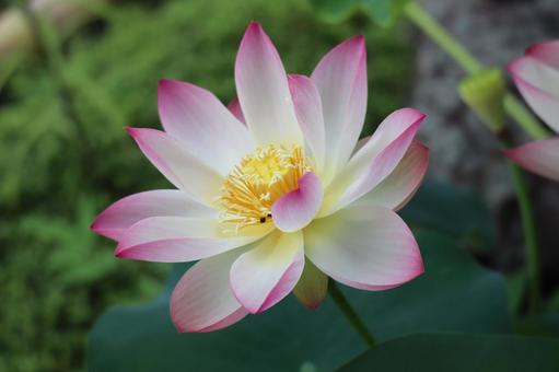 きれいな蓮の花のアップ きれいな蓮の花のアップの写真